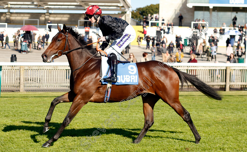 Pina-Sonata-0001 
 PINA SONATA (Daniel Muscutt)
Newmarket 11 Oct 2024 - Pic Steven Cargill / Racingfotos.com