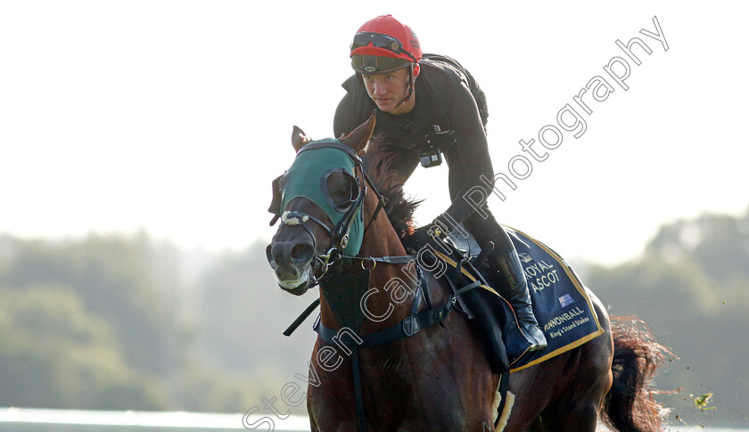 Cannonball-0017 
 CANNONBALL preparing for Royal Ascot
Ascot 14 Jun 2023 - Pic Steven Cargill / Racingfotos.com