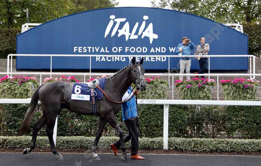 Italia-0002 
 Ascot 8 Sep 2018 - Pic Steven Cargill / Racingfotos.com