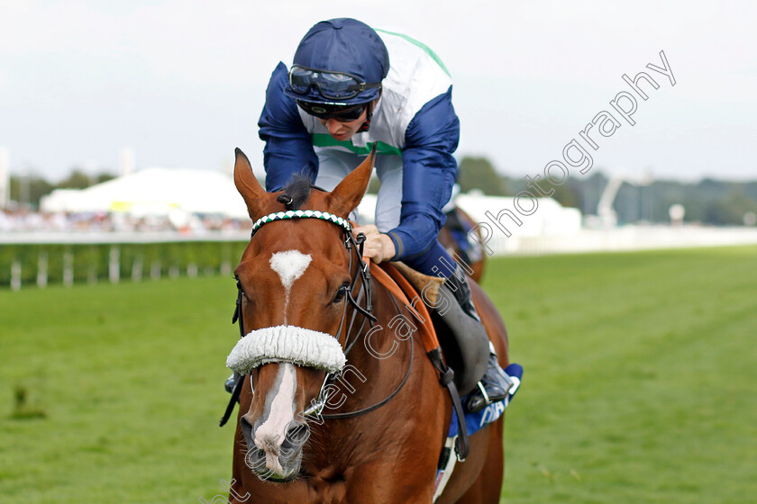 Coltrane-0002 
 COLTRANE (David Probert) wins The Coral Doncaster Cup
Doncaster 11 Sep 2022 - Pic Steven Cargill / Racingfotos.com