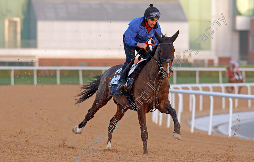 Mekong-0003 
 MEKONG exercising for trainer Jamie Osborne
Meydan, Dubai, 3 Feb 2022 - Pic Steven Cargill / Racingfotos.com