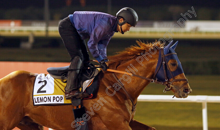 Lemon-Pop-0001 
 LEMON POP training for the Golden Shaheen
Meydan, Dubai, 21 Mar 2023 - Pic Steven Cargill / Racingfotos.com