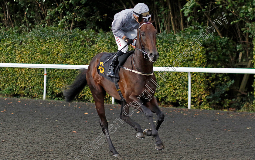 Night-Raider-0008 
 NIGHT RAIDER (Tom Marquand) winner of The ebfstallions.com Conditions Stakes
Kempton 2 Oct 2024 - Pic Steven Cargill / Racingfotos.com