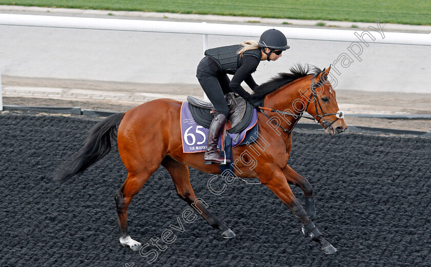 Tis-Marvellous-0002 
 TIS MARVELLOUS, trained by Clive Cox, exercising in preparation for The Dubai World Cup Carnival, Meydan 18 Jan 2018 - Pic Steven Cargill / Racingfotos.com