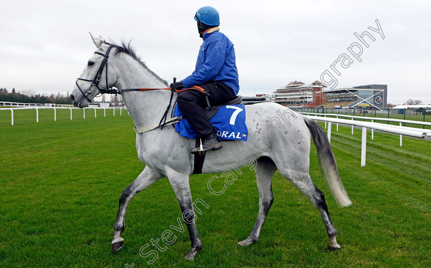 Eldorado-Allen-0002 
 ELDORADO ALLEN
Coral Gold Cup Gallops Morning
Newbury 21 Nov 2023 - Pic Steven Cargill / Racingfotos.com