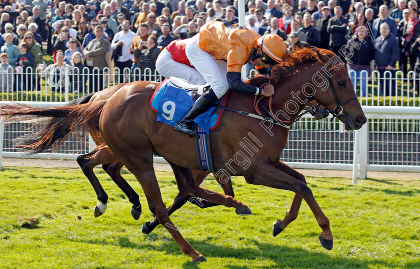 Castana-Dia-0004 
 CASTANA DIA (Kaiya Fraser) wins The Doom Bar Amber Ale Handicap
Leicester 23 Apr 2022 - Pic Steven Cargill / Racingfotos.com