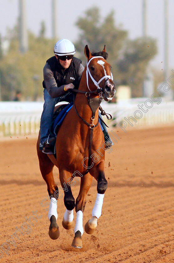 Mandaloun-0003 
 MANDALOUN training for the Saudi Cup
King Abdulaziz Racetrack, Riyadh, Saudi Arabia 24 Feb 2022 - Pic Steven Cargill / Racingfotos.com