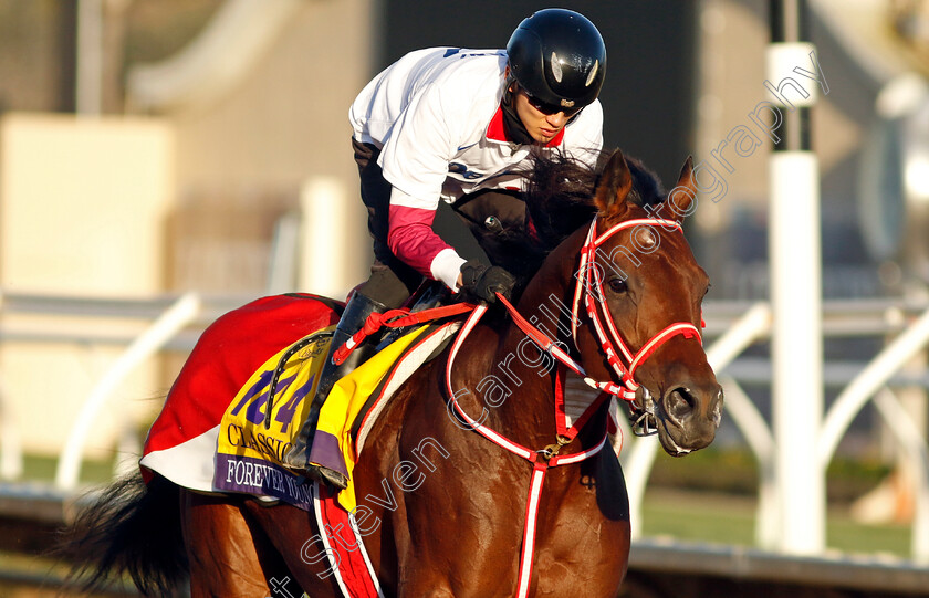 Forever-Young-0001 
 FOREVER YOUNG training for the Breeders' Cup Classic
Del Mar USA 31 Oct 2024 - Pic Steven Cargill / Racingfotos.com