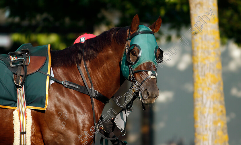 Cannonball-0005 
 CANNONBALL preparing for Royal Ascot
Ascot 14 Jun 2023 - Pic Steven Cargill / Racingfotos.com