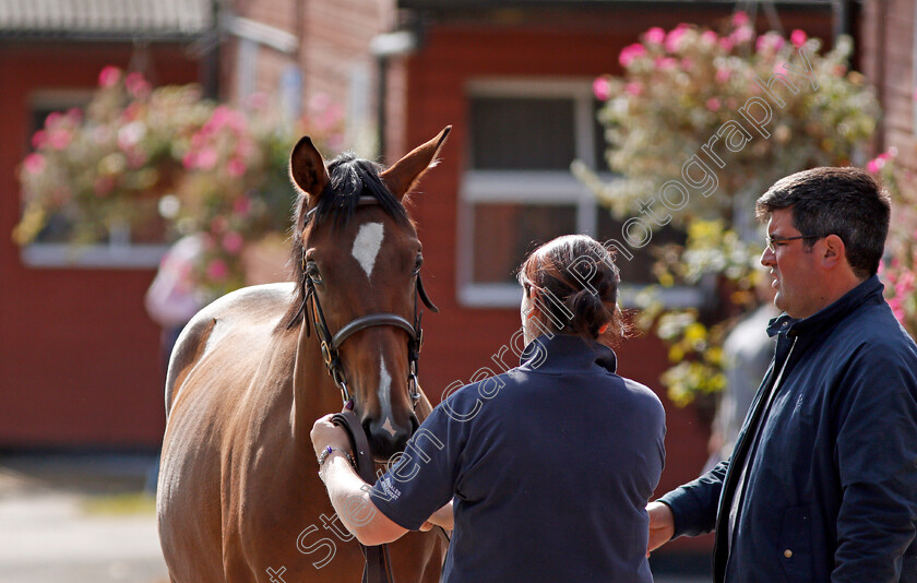 Ascot-Sales-0001 
 Scene at Ascot Yearling Sale 12 Sep 2017 - Pic Steven Cargill / Racingfotos.com