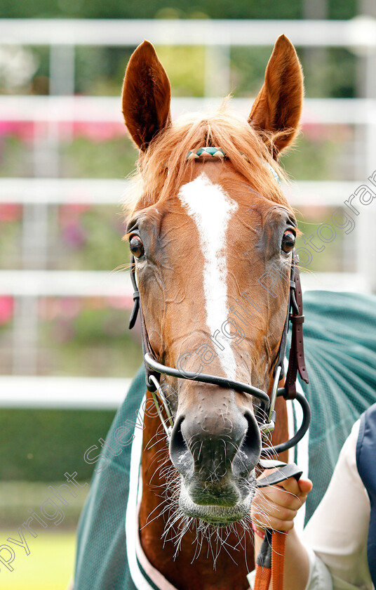 Pocket-Square-0010 
 POCKET SQUARE after The Royal Foresters British EBF Fillies Novice Stakes
Ascot 7 Sep 2019 - Pic Steven Cargill / Racingfotos.com