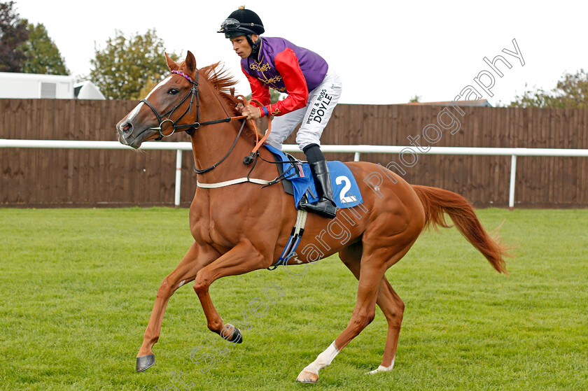 Chosen-Star-0001 
 CHOSEN STAR (Sean Levey)
Leicester 10 Sep 2019 - Pic Steven Cargill / Racingfotos.com