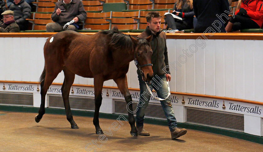 Lot-0646-colt-by-Kodiac-x-Gold-Again-0003 
 Lot 646, a colt by Kodiac x Gold Again, selling for 210,000 Guineas at Tattersalls December Foal Sale, Newmarket 30 Nov 2017 - Pic Steven Cargill / Racingfotos.com