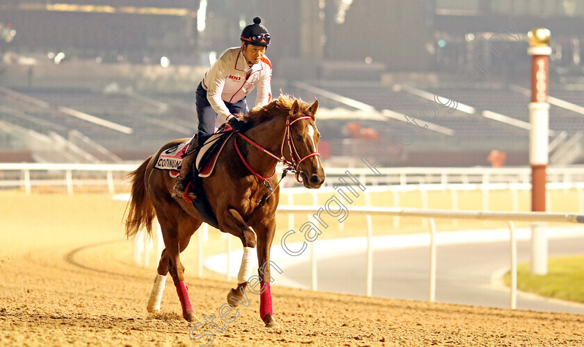 Continuar-0001 
 CONTINUAR training for the UAE Derby
Meydan, Dubai, 21 Mar 2023 - Pic Steven Cargill / Racingfotos.com