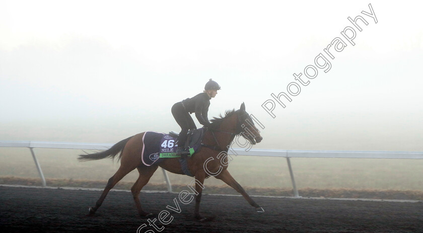 Dreamloper-0002 
 DREAMLOPER training for the Breeders' Cup Mile
Keeneland USA 3 Nov 2022 - Pic Steven Cargill / Racingfotos.com