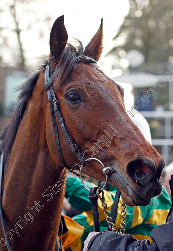 Fakir-D Oudairies-0007 
 FAKIR D'OUDAIRIES after The Betfair Ascot Chase
Ascot 19 Feb 2022 - Pic Steven Cargill / Racingfotos.com