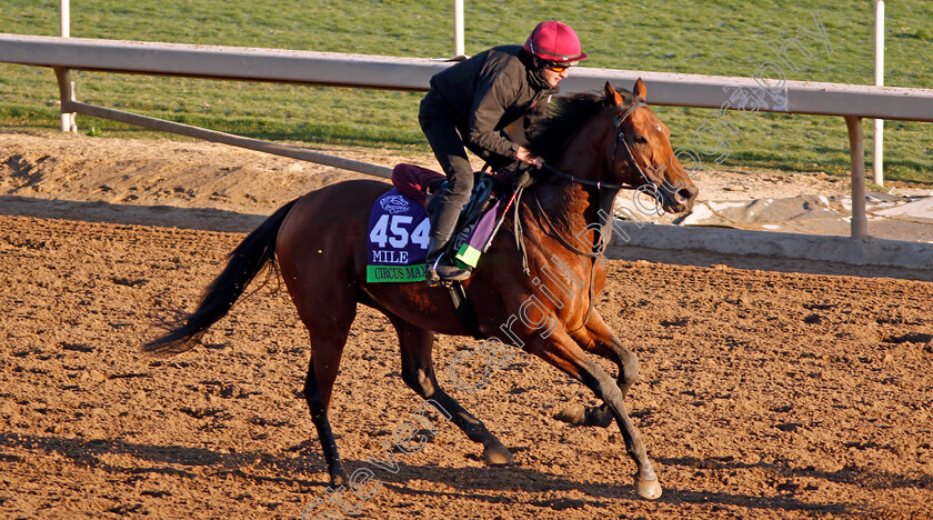 Circus-Maximus-0002 
 CIRCUS MAXIMUS training for The Breeders' Cup Mile
Santa Anita USA 31 Oct 2019 - Pic Steven Cargill / Racingfotos.com