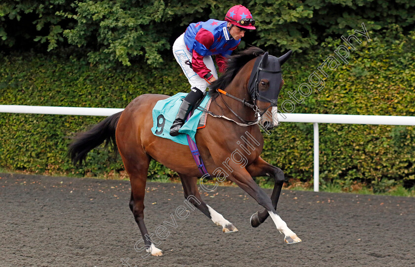 Radiant-Beauty-0005 
 RADIANT BEAUTY (Kieran Shoemark) winner of The Unibet Novice Stakes (Div2)
Kempton 7 Aug 2024 - Pic Steven Cargill / Racingfotos.com