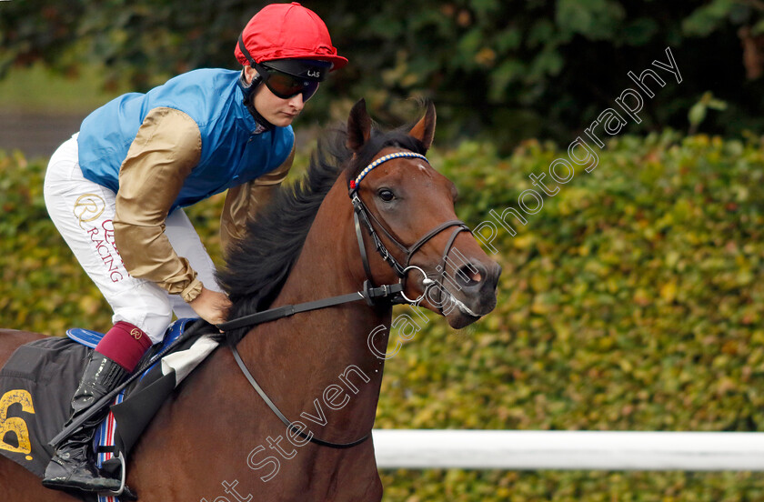 Fitzmaurice-0001 
 FITZMAURICE (Cieren Fallon)
Kempton 6 Sep 2024 - Pic Steven Cargill / Racingfotos.com