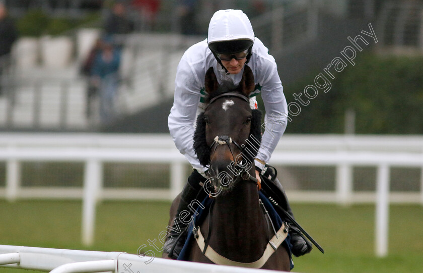 Botox-Has-0001 
 BOTOX HAS (Caoilin Quinn)
Ascot 21 Dec 2024 - Pic Steven Cargill / Racingfotos.com