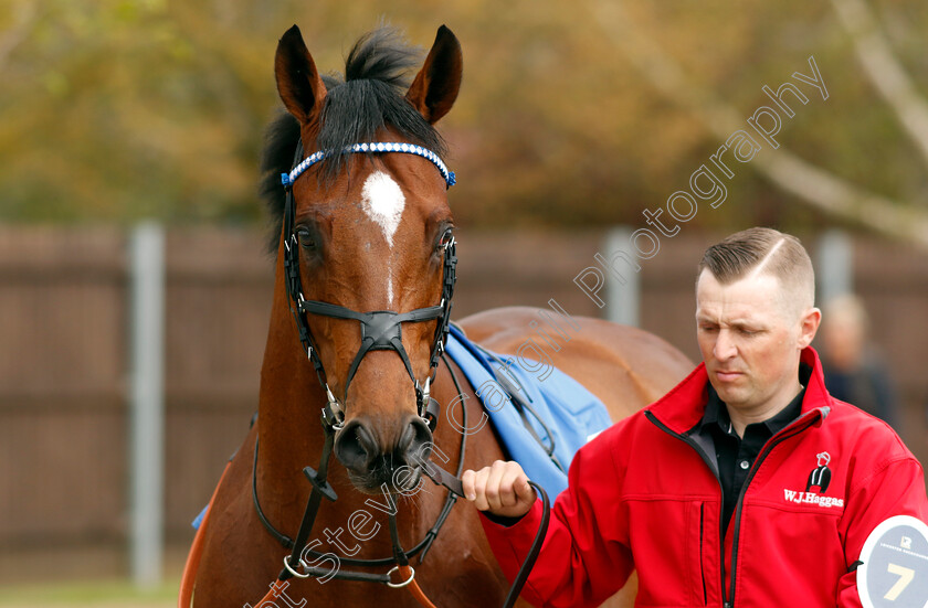 Naqeeb-0008 
 NAQEEB
Leicester 29 Apr 2023 - Pic Steven Cargill / Racingfotos.com