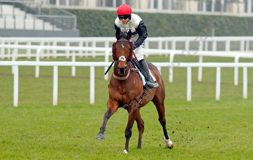 Altobelli-0007 
 ALTOBELLI (Bryan Carver) winner of The Betmgm Holloway's Handicap Hurdle
Ascot 18 Jan 2025 - Pic Steven Cargill / Racingfotos.com