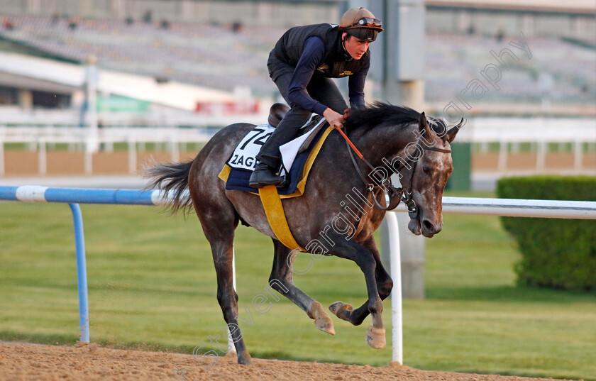 Zagrey-0001 
 ZAGREY training at Meydan, Dubai
2 Feb 2023 - Pic Steven Cargill / Racingfotos.com