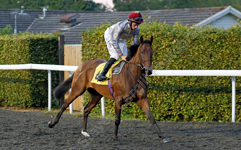 Doha-0001 
 DOHA (Rossa Ryan)
Kempton 8 Sep 2023 - Pic Steven Cargill / Racingfotos.com