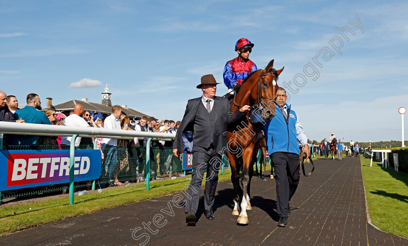 Jan-Brueghel-0007 
 JAN BRUEGHEL (Sean Levey) winner of The Betfred St Leger 
Doncaster 14 Sep 2024 - Pic Steven Cargill / Racingfotos.com