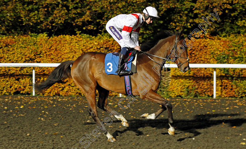 Cambria-Legend-0001 
 CAMBRIA LEGEND (Daniel Muscutt)
Kempton 15 Nov 2023 - Pic Steven Cargill / Racingfotos.com