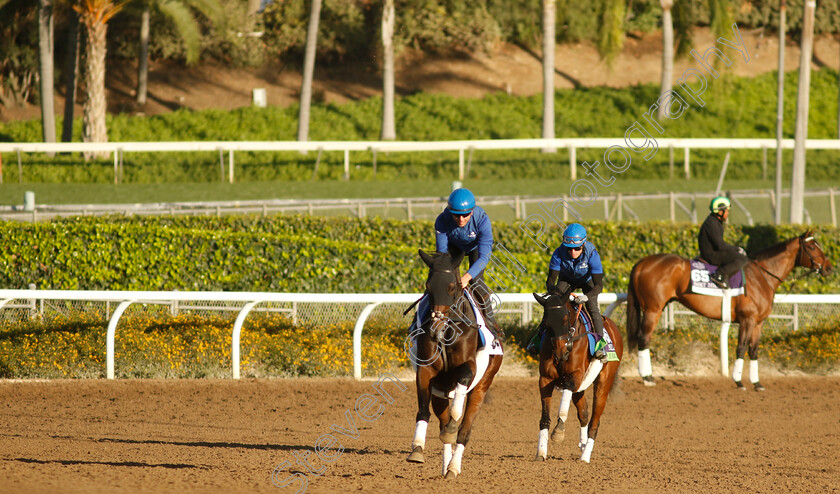 Mawj-0001 
 MAWJ tracks lead horse White Moonlight while training for the Breeders' Cup Mile
Santa Anita USA, 1 Nov 2023 - Pic Steven Cargill / Racingfotos.com