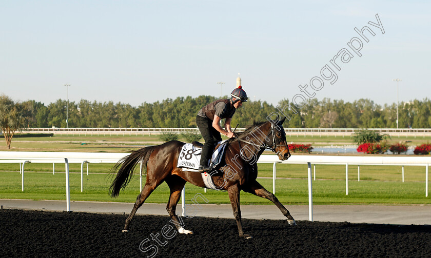 I-Am-Superman-0003 
 I AM SUPERMAN training at the Dubai World Cup Carnival
Meydan 5 Jan 2023 - Pic Steven Cargill / Racingfotos.com