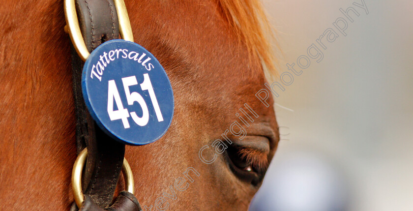 Tattersalls-0002 
 A yearling waits to be sold at Tattersalls Sales
Newmarket 10 Oct 2019 - Pic Steven Cargill / Racingfotos.com