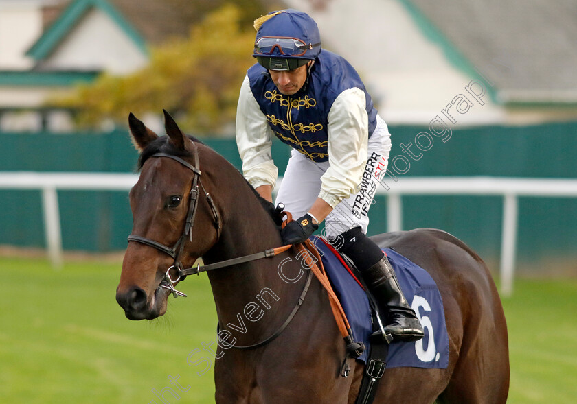 Flavour-Maker-0001 
 FLAVOUR MAKER (Silvestre de Sousa)
Yarmouth 22 Oct 2024 - Pic Steven Cargill / Racingfotos.com