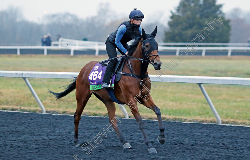 Dreamloper-0001 
 DREAMLOPER training for the Breeders' Cup Mile
Keeneland USA 2 Nov 2022 - Pic Steven Cargill / Racingfotos.com