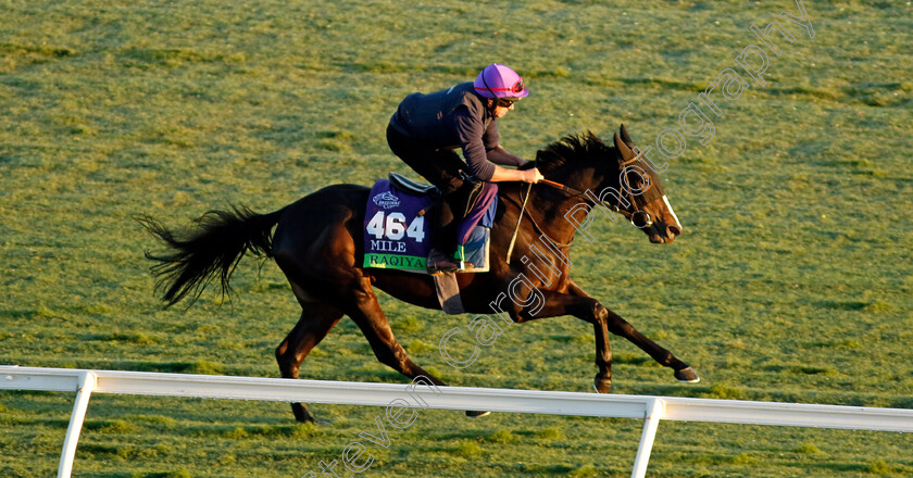 Raqiya-0001 
 RAQIYA training for the Breeders' Cup 
Del Mar USA 30 Oct 2024 - Pic Steven Cargill / Racingfotos.com