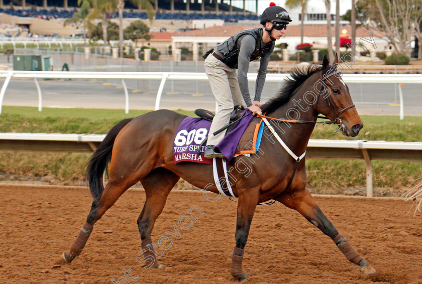 Marsha-0001 
 MARSHA training for The Breeders' Cup Turf Sprint at Del Mar 2 Nov 2017 - Pic Steven Cargill / Racingfotos.com