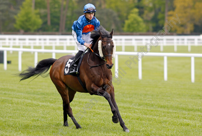 Enough-Already 
 ENOUGH ALREADY (Christian Howarth)
Ascot 27 Apr 2022 - Pic Steven Cargill / Racingfotos.com