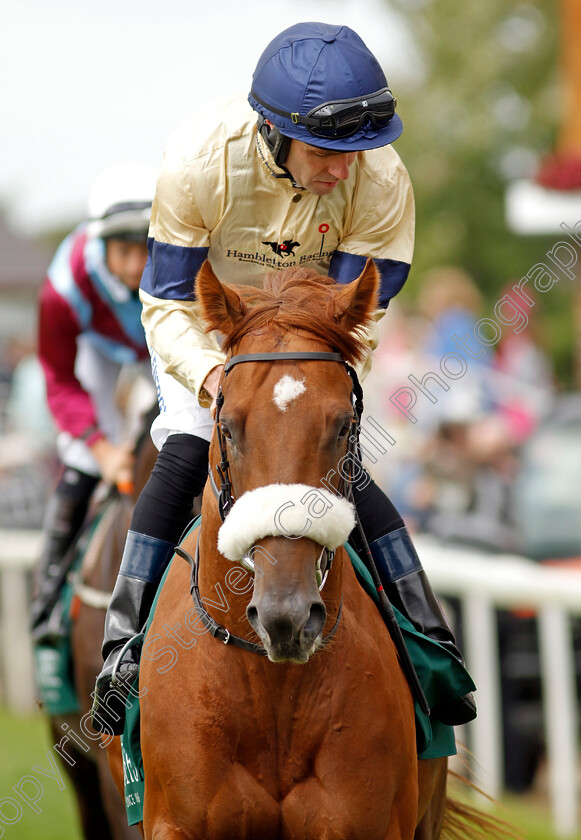 Territorial-Knight-0001 
 TERRITORIAL KNIGHT (Tom Eaves)
York 22 Aug 2024 - pic Steven Cargill / Racingfotos.com