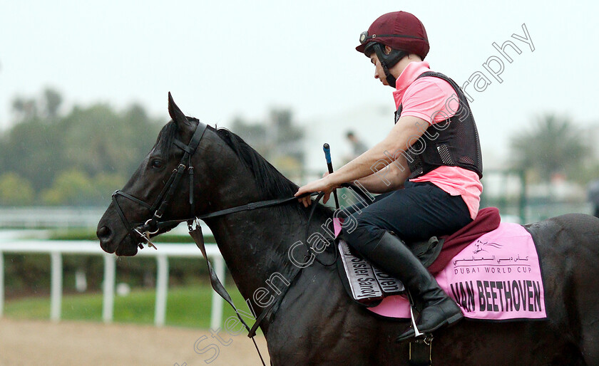 Van-Beethoven-0001 
 VAN BEETHOVEN training for The UAE Derby
Meydan 28 Mar 2019 - Pic Steven Cargill / Racingfotos.com