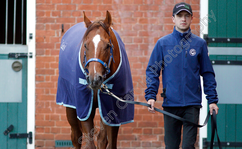 Redkirk-Warrior-0013 
 Australian trained REDKIRK WARRIOR after exercise in Newmarket ahead of his Royal Ascot challenge
Newmarket 14 Jun 2018 - Pic Steven Cargill / Racingfotos.com