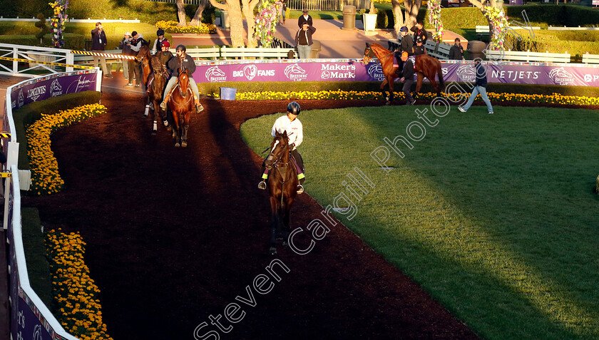 Songline-0003 
 SONGLINE training for the Breeders' Cup Mile
Santa Anita USA, 1 Nov 2023 - Pic Steven Cargill / Racingfotos.com