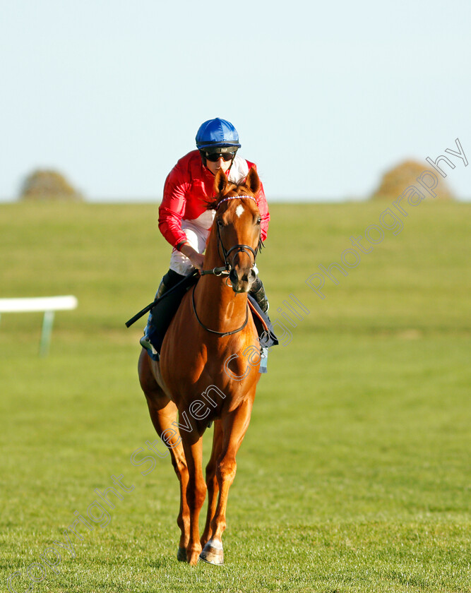 King-Of-Ice-0002 
 KING OF ICE (Tom Marquand)
Newmarket 20 Oct 2021 - Pic Steven Cargill / Racingfotos.com