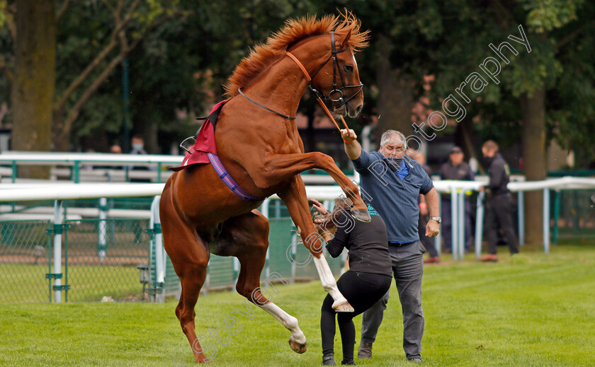 City-Storm-0008 
 CITY STORM giving his handlers a spot of bother before going to the start and finishing last
Haydock 3 Sep 2020 - Pic Steven Cargill / Racingfotos.com