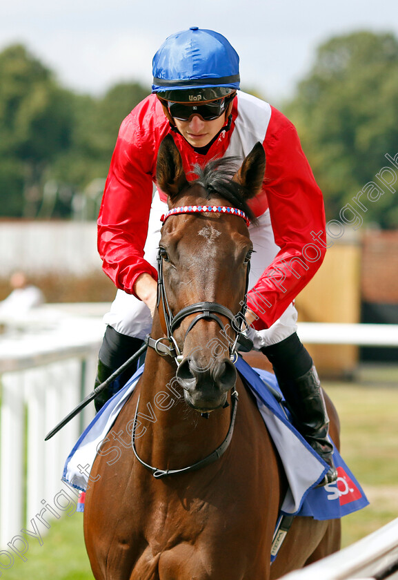 Sacred 
 SACRED (Tom Marquand)
York 20 Aug 2022 - Pic Steven Cargill / Racingfotos.com