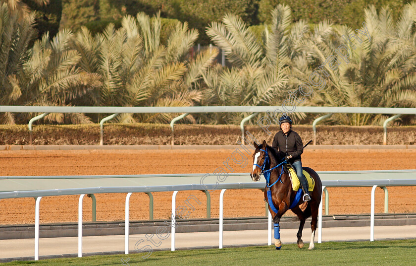 Deirdre-0002 
 DEIRDRE preparing for the Neom Turf Cup
Riyadh Racecourse, Kingdom of Saudi Arabia 26 Feb 2020 - Pic Steven Cargill / Racingfotos.com