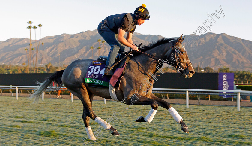 Bandua-0001 
 BANDUA training for the Breeders' Cup Turf
Santa Anita USA 30 Oct 2019 - Pic Steven Cargill / Racingfotos.com