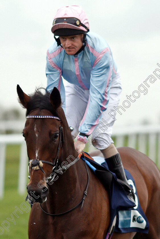 Reckless-Wave-0001 
 RECKLESS WAVE (Liam Keniry)
Bath 17 Oct 2018 - Pic Steven Cargill / Racingfotos.com