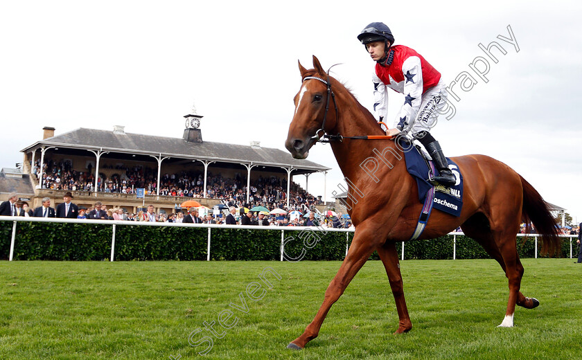 Proschema-0001 
 PROSCHEMA (Richard Kingscote)
Doncaster 15 Sep 2018 - Pic Steven Cargill / Racingfotos.com