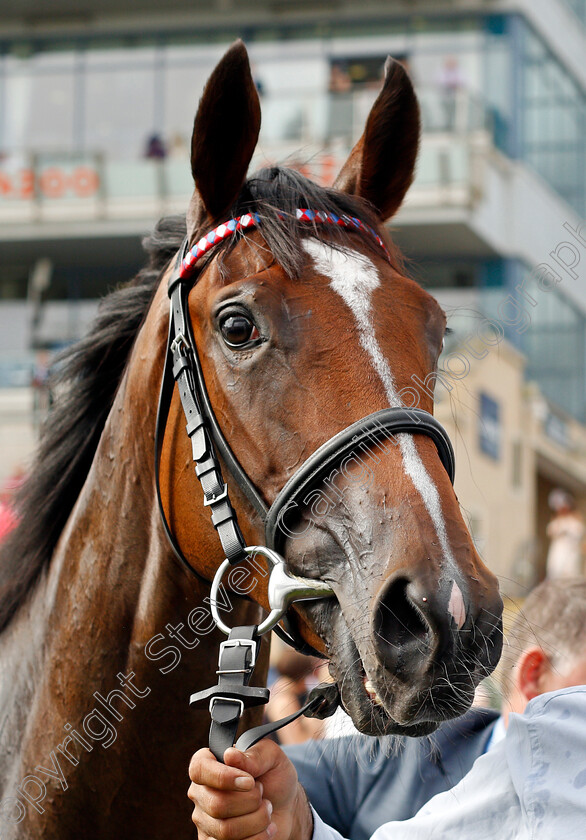 Inspiral-0009 
 INSPIRAL after The Cazoo May Hill Stakes
Doncaster 9 Sep 2021 - Pic Steven Cargill / Racingfotos.com